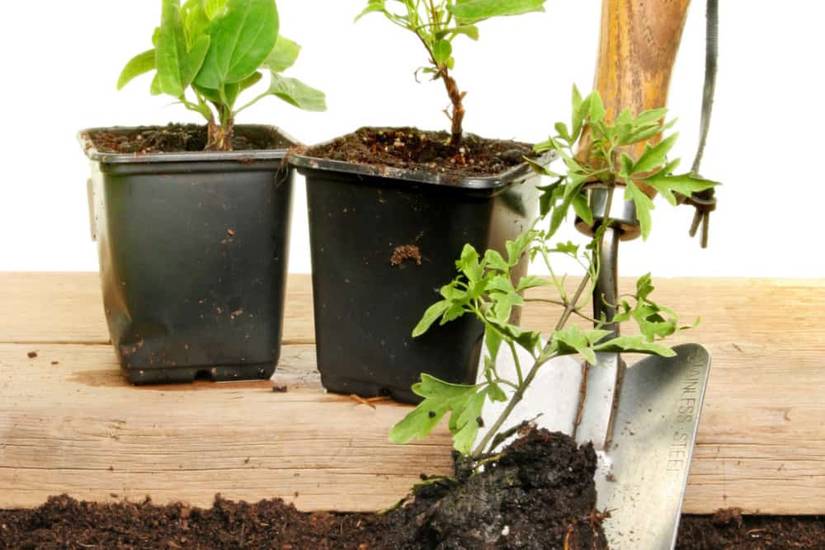 How to Grow Clematis in Containers