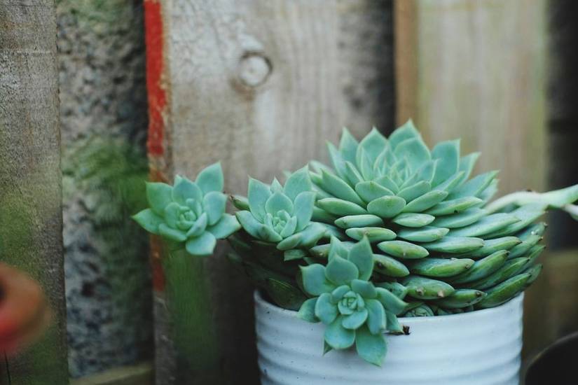 birds nest snake plant Sansevieria Futura | Birds Nest Snake Plant | 4