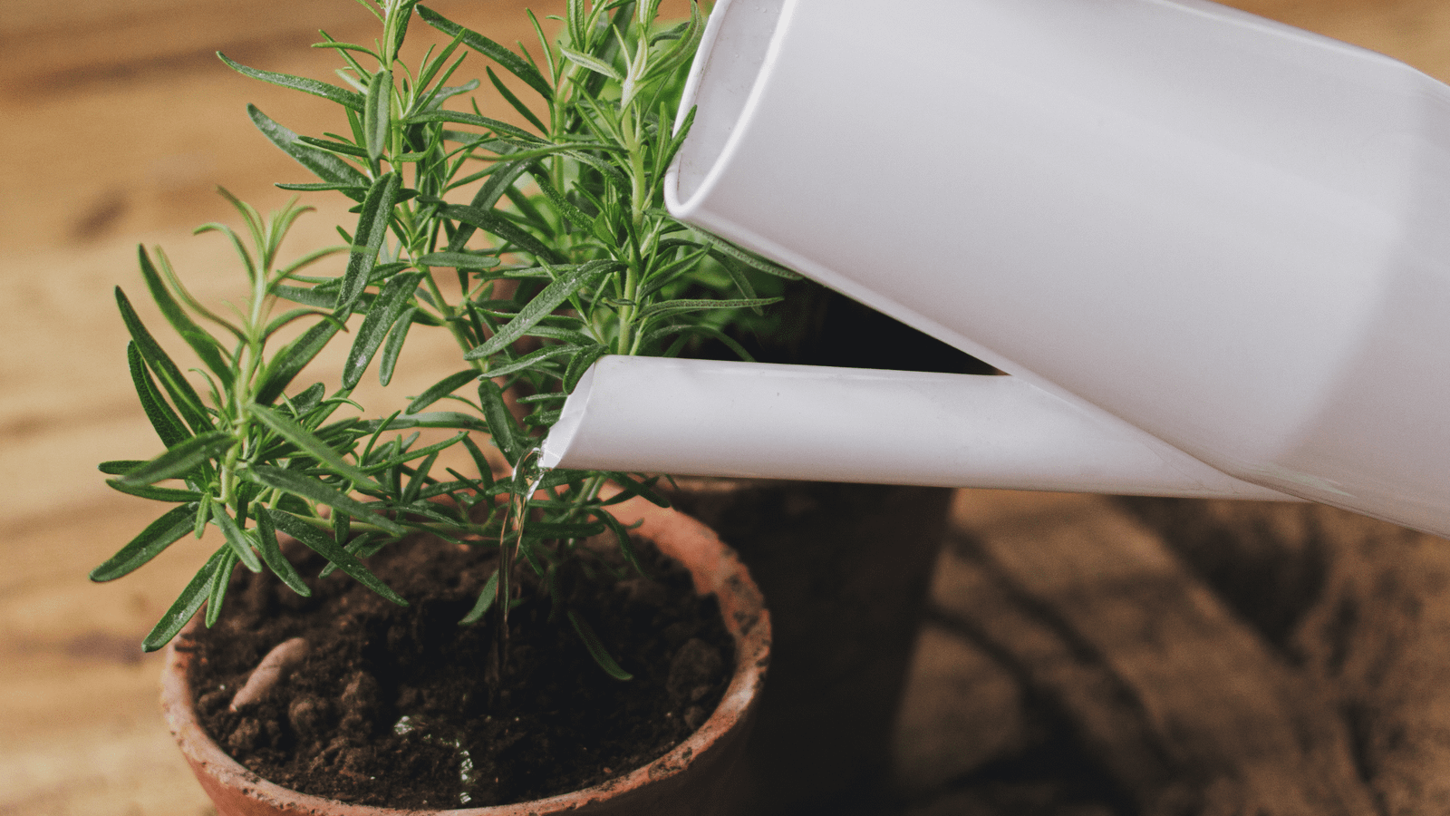 How to Grow Rosemary