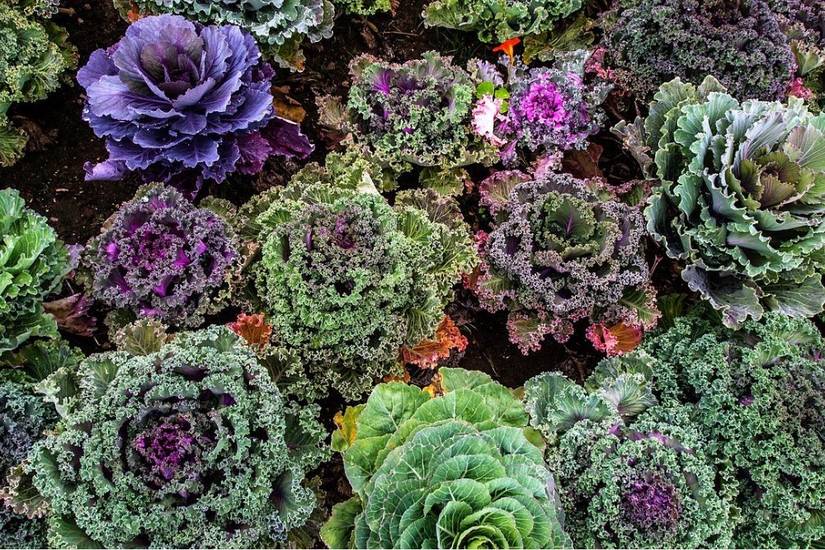 How to Harvest Kale