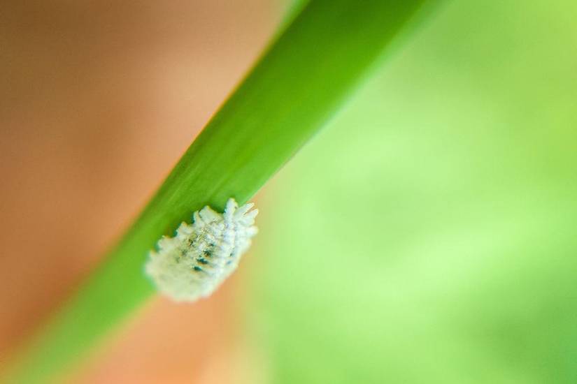 How to Grow and Care for Monstera Plants