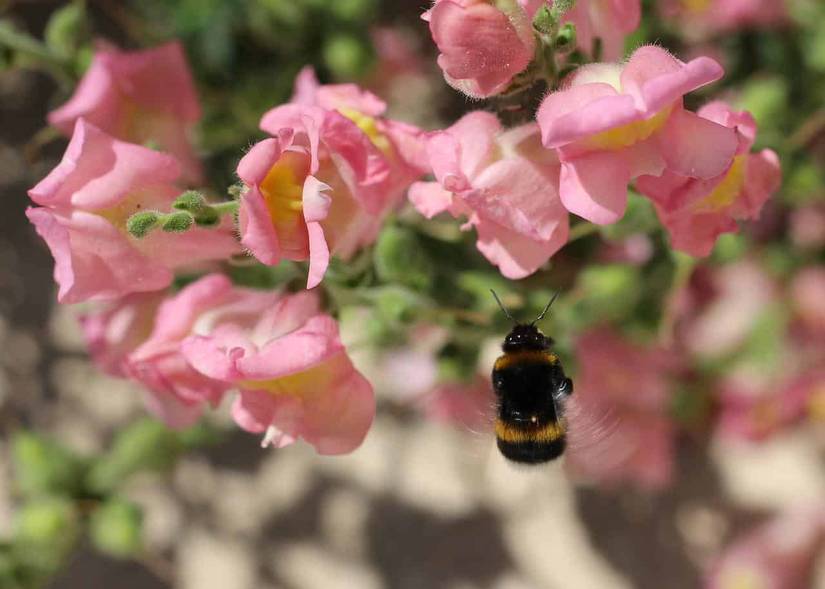 7 Reasons to Add Snapdragons to Your Garden