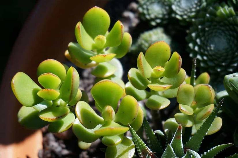 Why There Are White Spots On Your Jade Plant