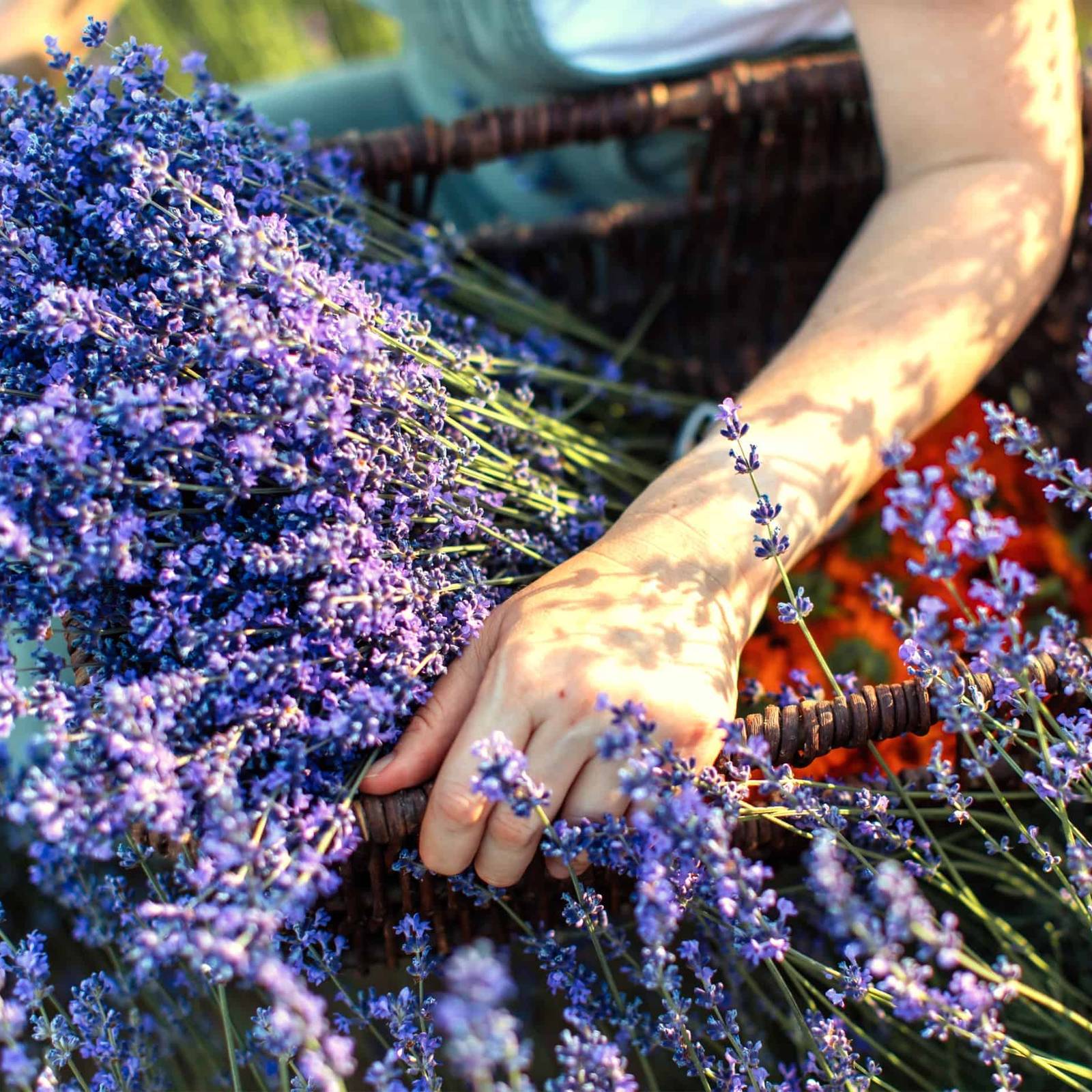 7 Reasons Your Lavender Is Not Flowering