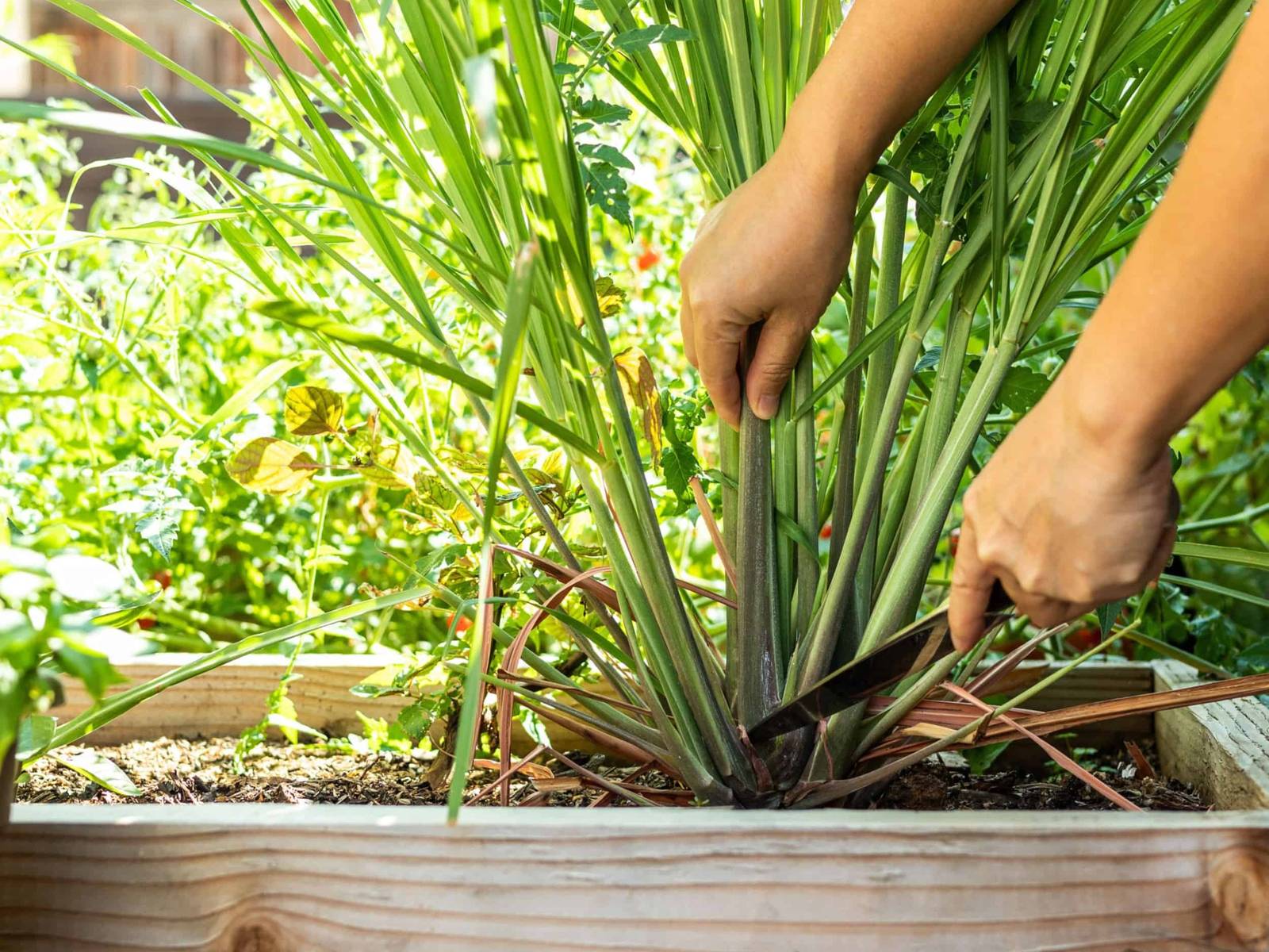 automatic watering systems for plants GreenStalk Spring - Watering System | Evergreen