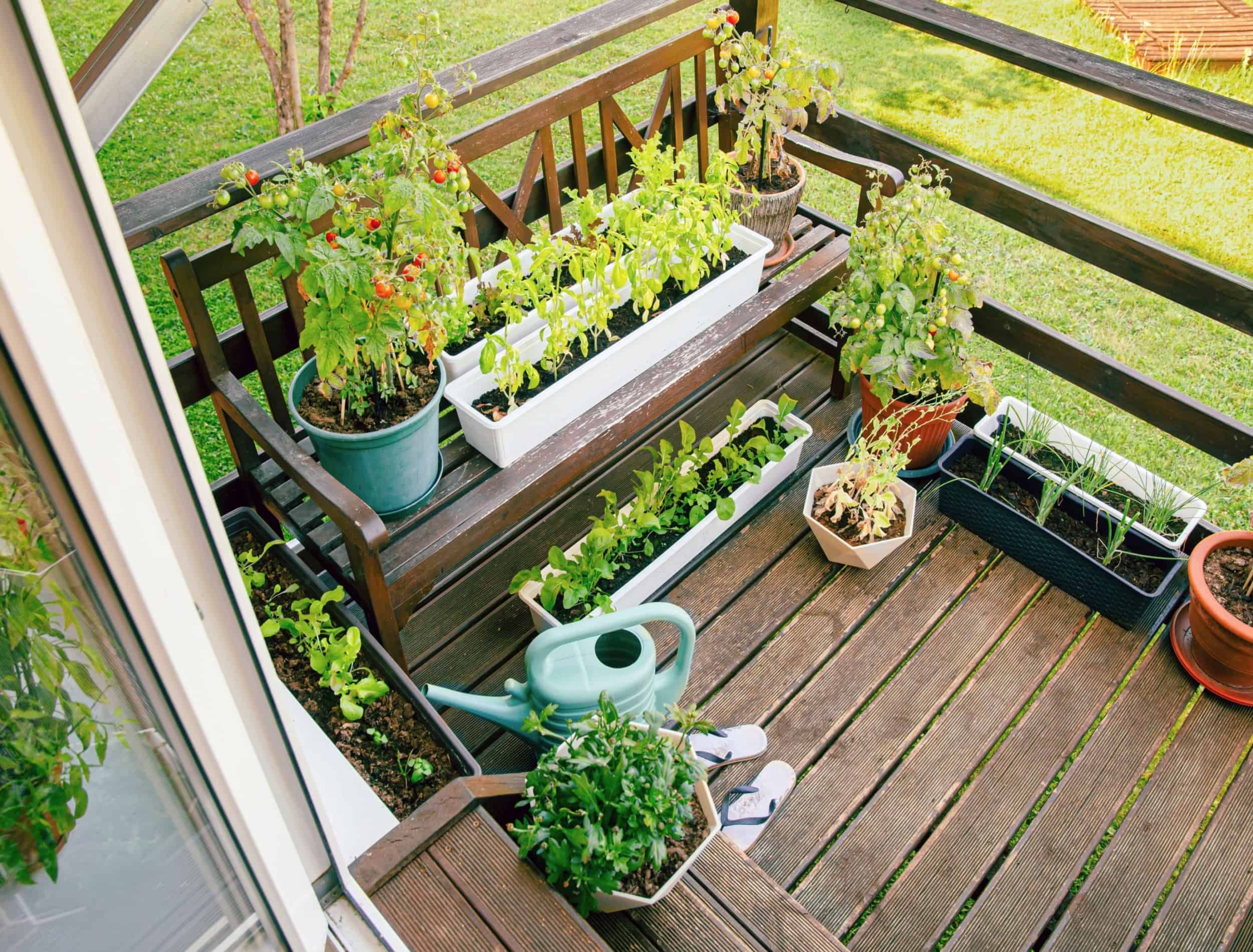 How To Make A Mini Vegetable Garden, image size:2500x1900