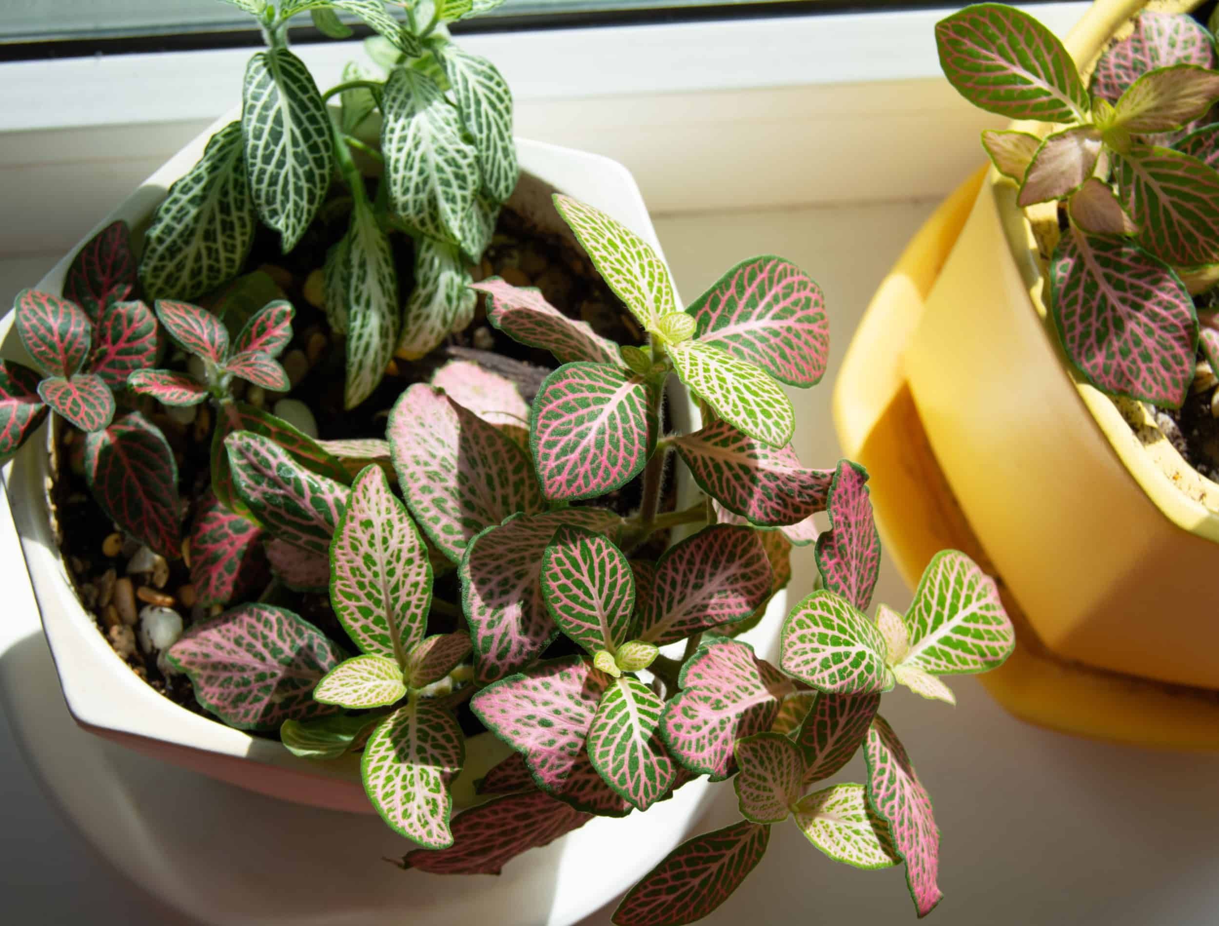 The Most Aesthetically Pleasing Houseplants to Add to Your Collection, image size:2500x1900