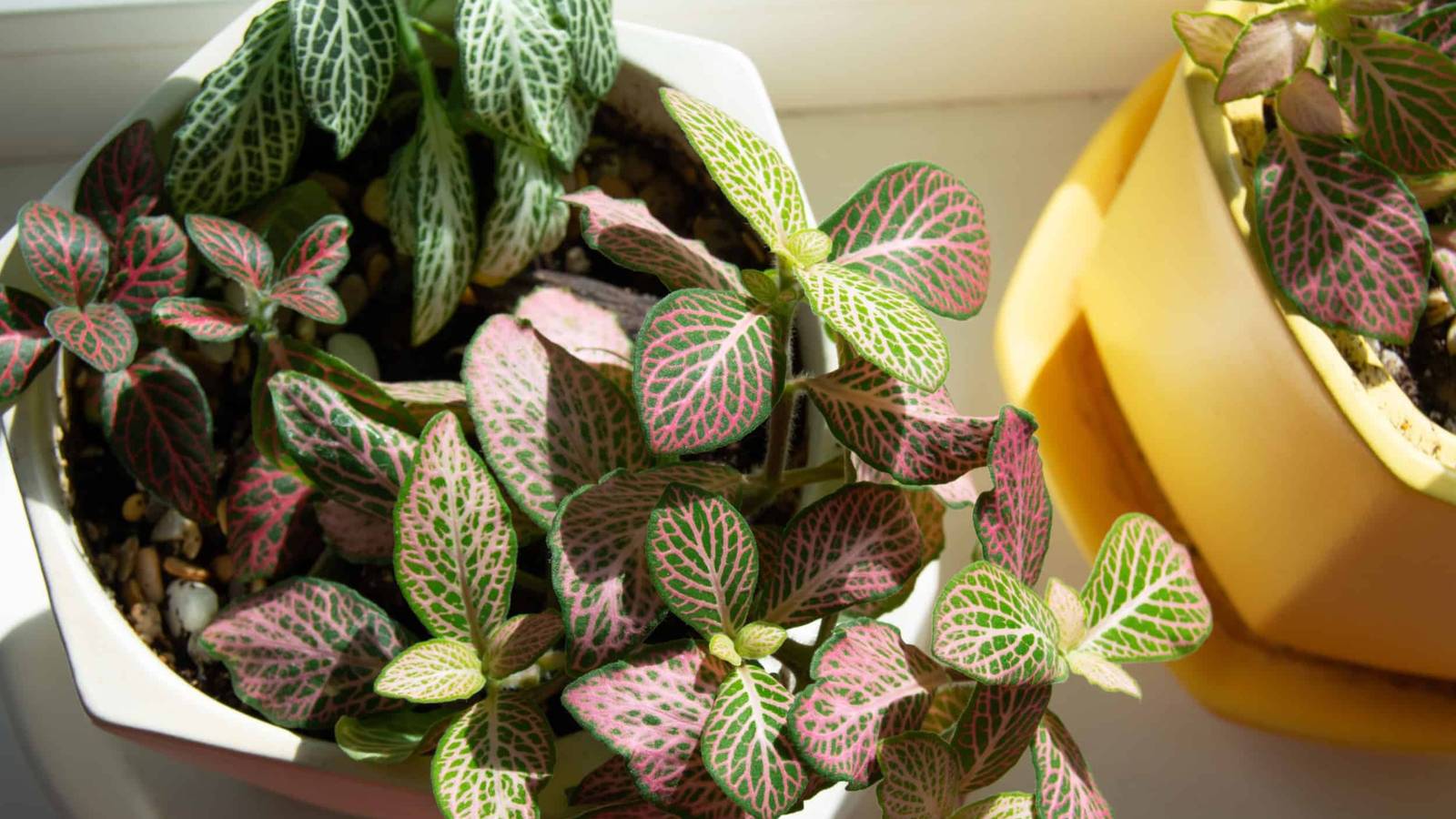 The Most Aesthetically Pleasing Houseplants to Add to Your Collection