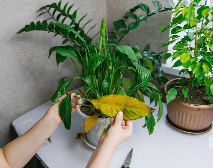 6 Signs of Over-Fertilizing Houseplants