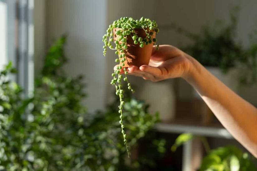 6 Signs of Over-Fertilizing Houseplants