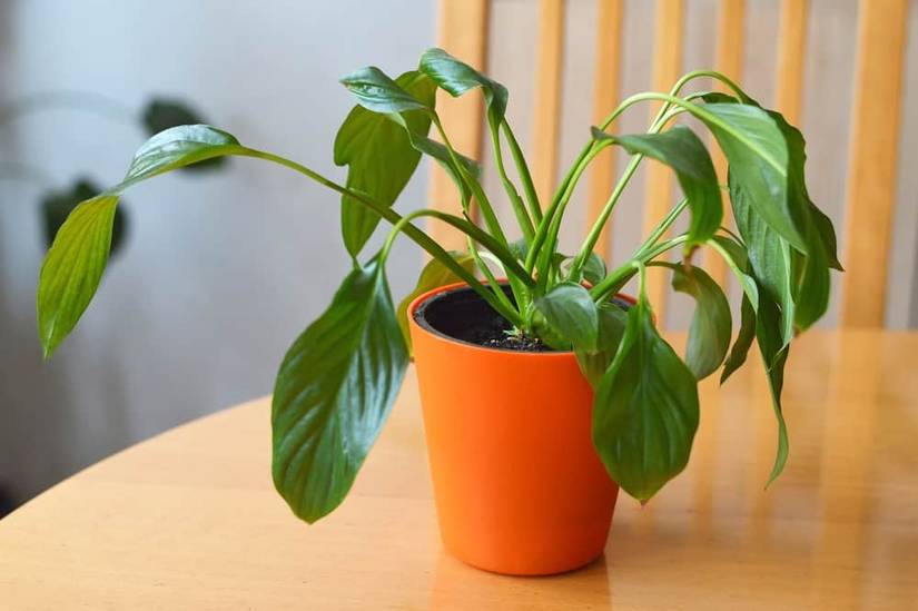 How Often To Water Your Peace Lily