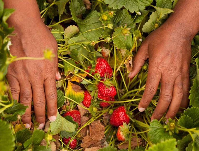 5 Best Fertilizers for Strawberries