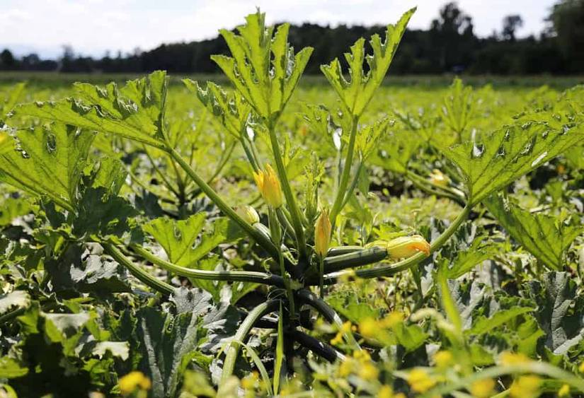 7 Tips for Successful Zucchini Harvest