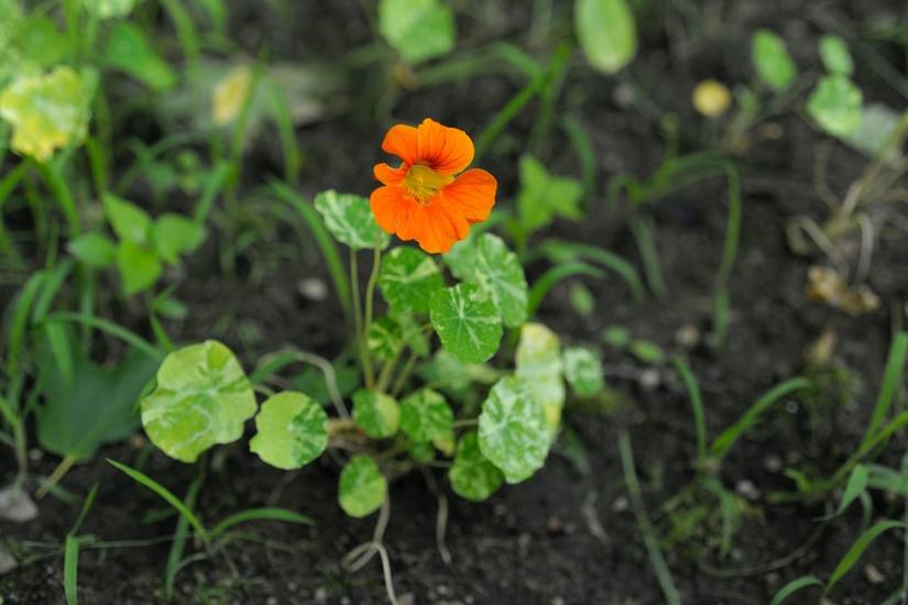 7 Companion Plants For Pumpkins