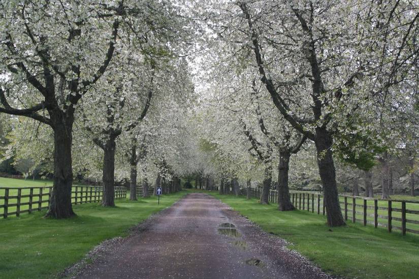 5 Property Line Landscaping Ideas