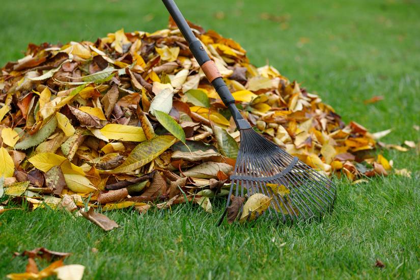 Fallen Rid How to Get Rid of Moss in Your Lawn