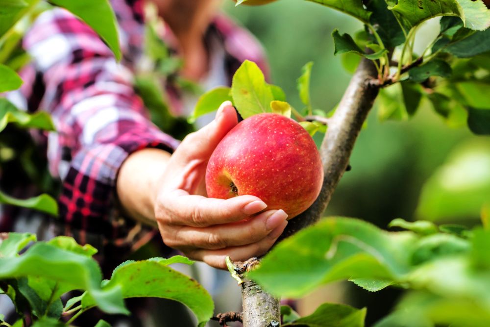 How To Grow an Apple Tree From a Seed