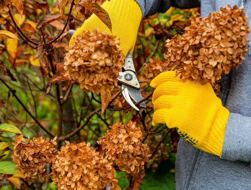 6 Tips to Caring for Your Hydrangeas in Winter