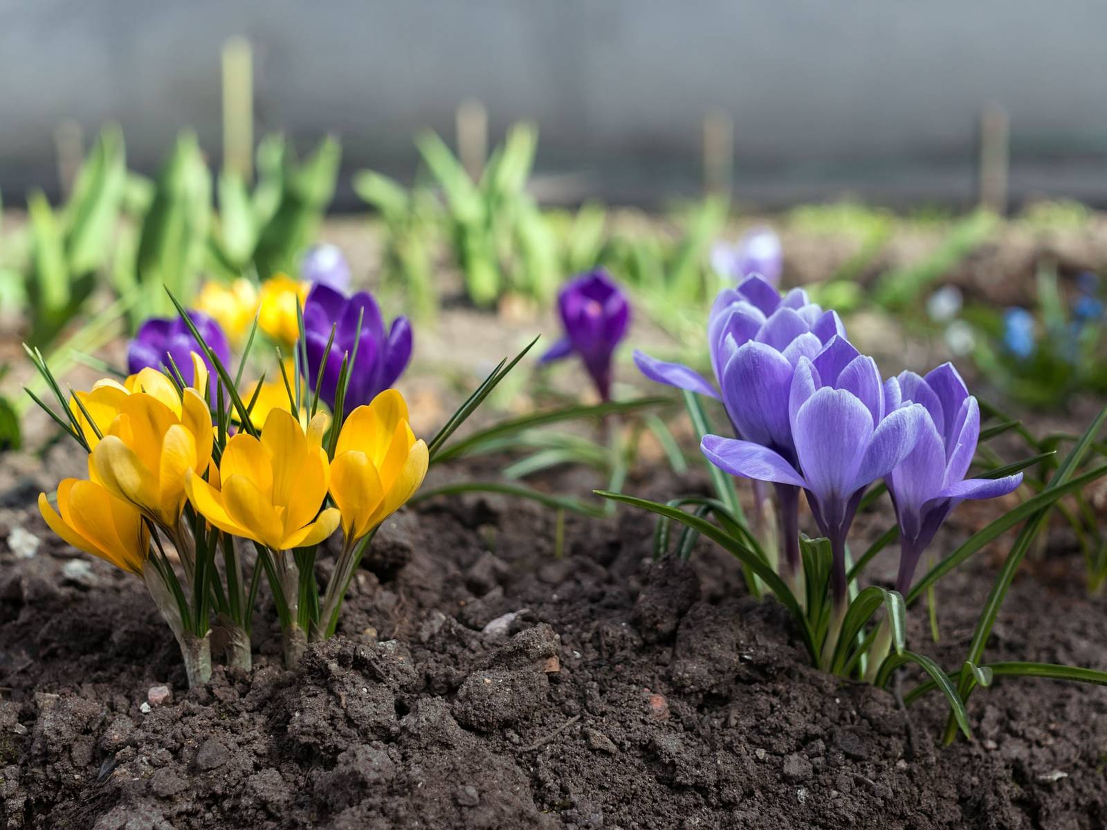 Spring Crocus Care And Growing Guide