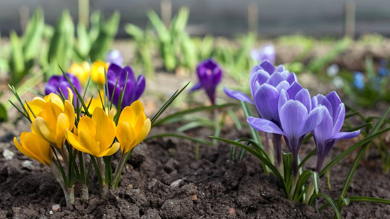 How Deep To Plant Crocus Bulbs