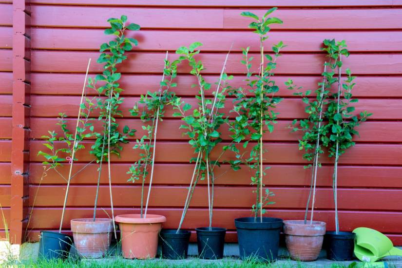 planting pots plastic 3 Gallon Plant Pots (Black Plastic)  Grow Organic