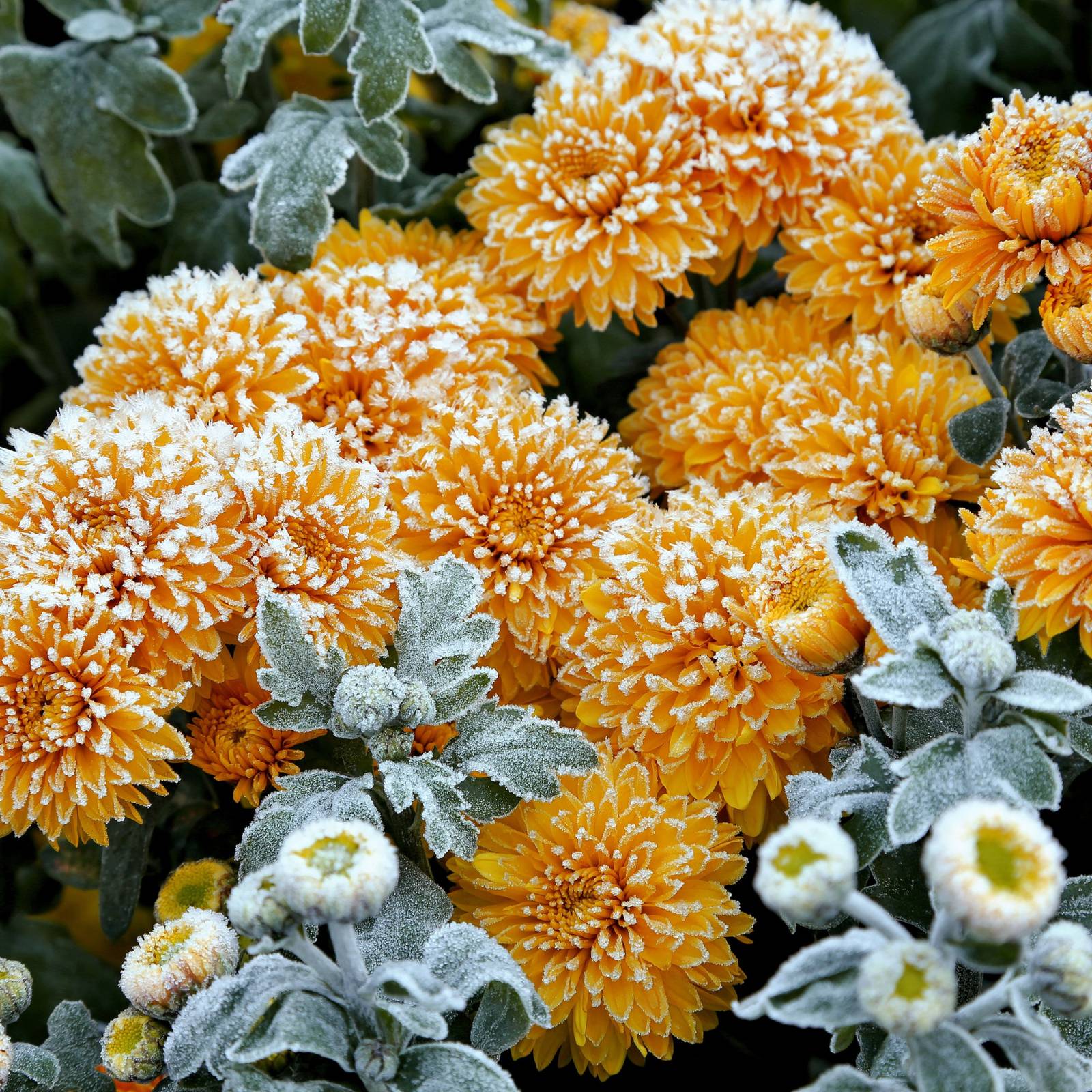 olivenbaum und lavendel Olivenbaum und Lavendel Puzzle Natur Puzzle  2000 Teile