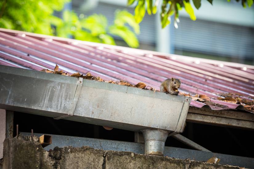 Why Fall is an Important Time to Clean your Gutters