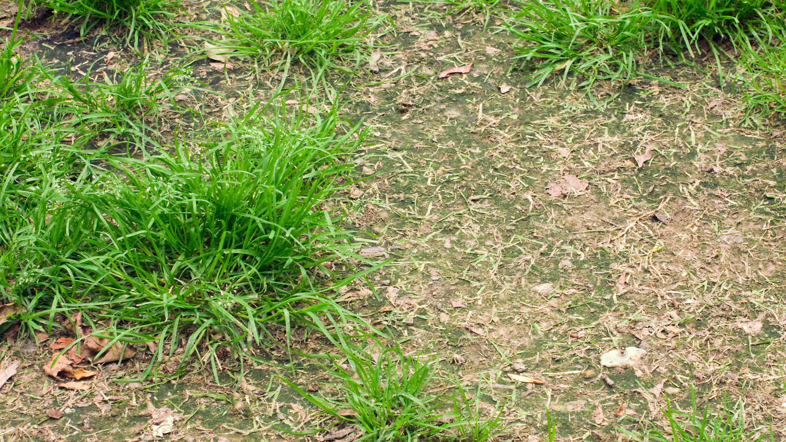 3 Signs Your Lawn is Unhealthy
