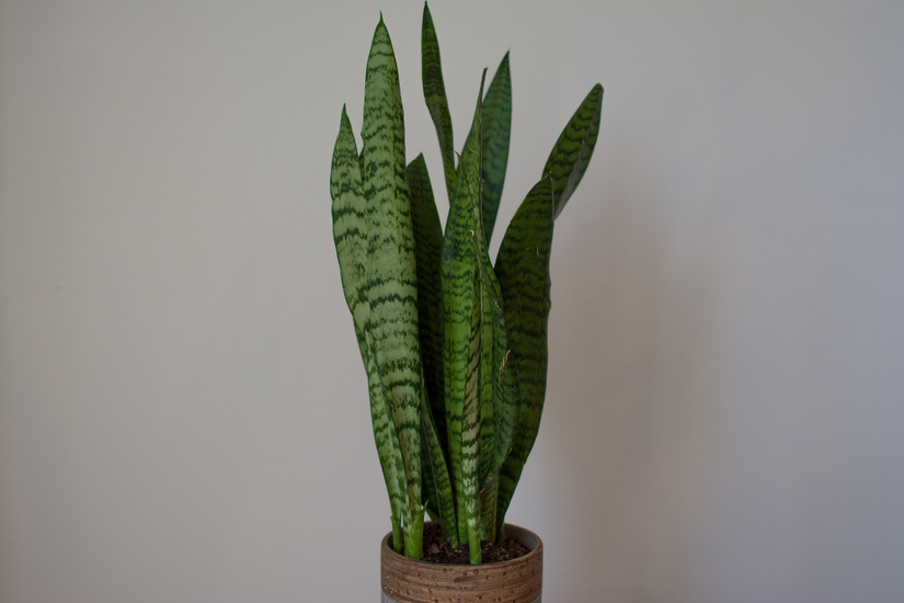 cheap indoor plant stands Vintage Inspired Plant Stand main image 1