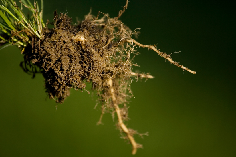 5 Reasons Why Fall Is The Perfect Time To Plant In Your Garden