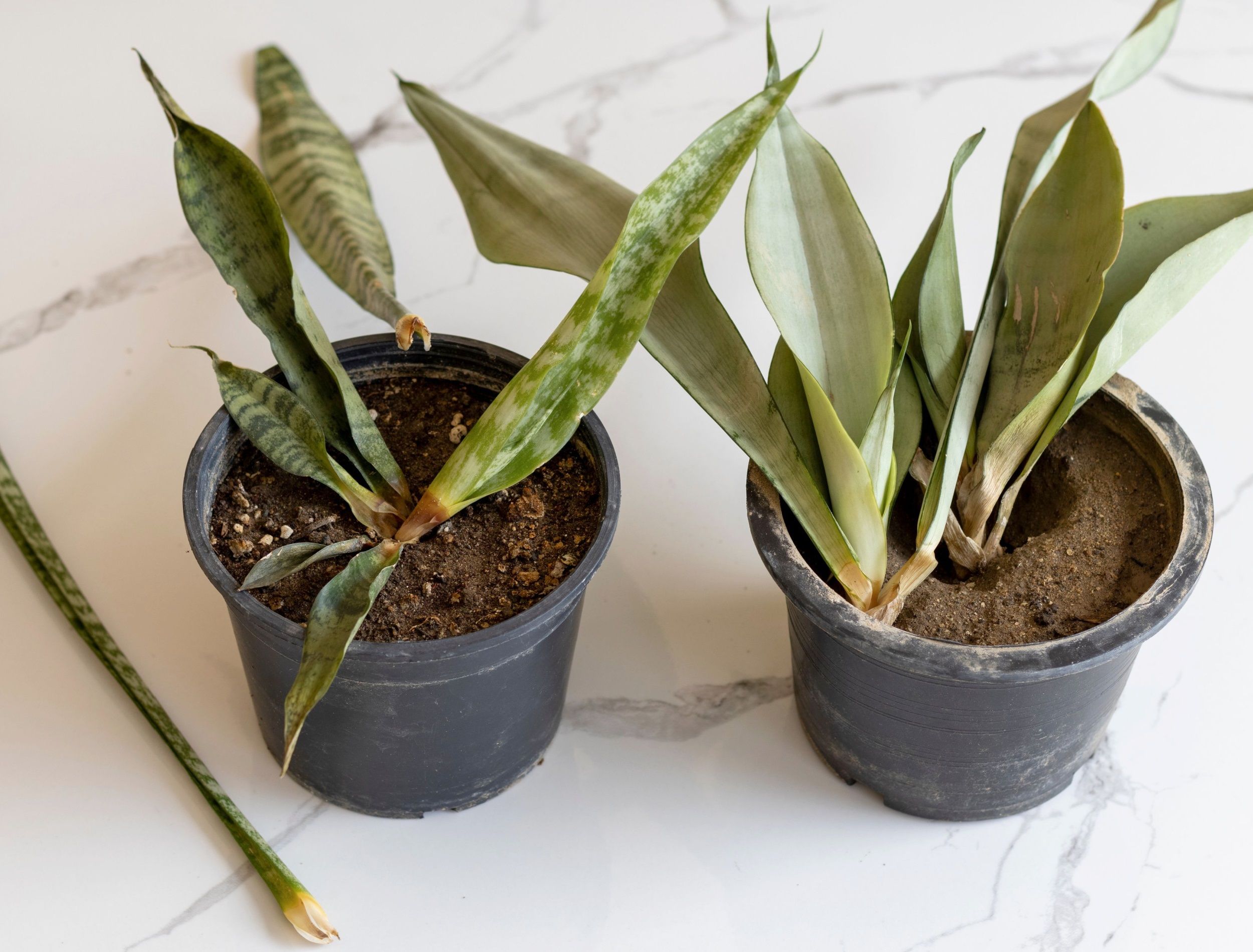 Why Your Snake Plant Leaves Are Falling Over