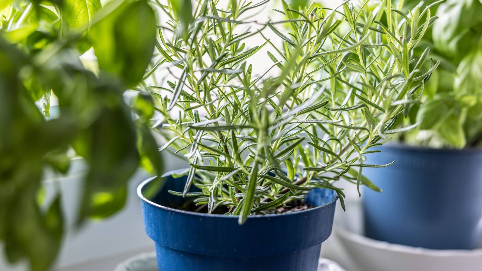 7 Houseplants That Repel Common Pests - Pest Control For Houseplants