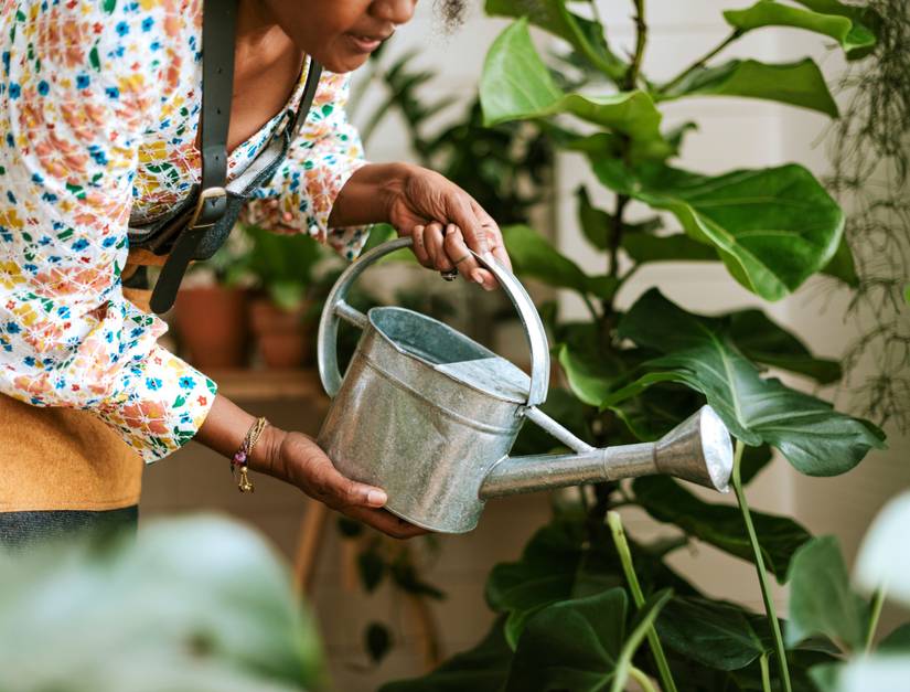How to Keep Your Indoor Plants Alive