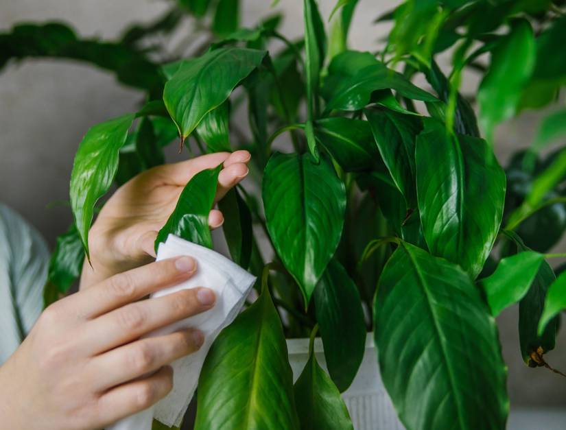 5 Ways To Clean Your Houseplant Leaves
