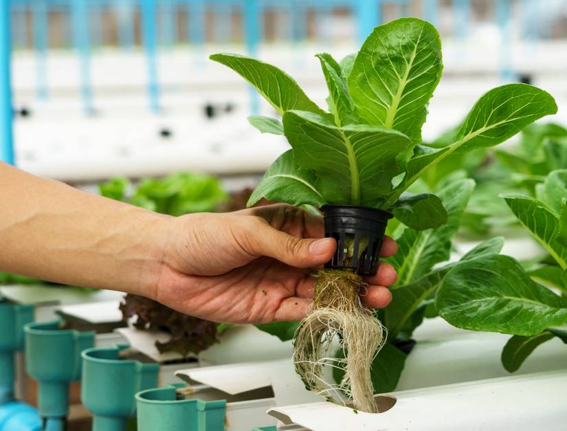 5 Ways To Start a Hydroponic Garden
