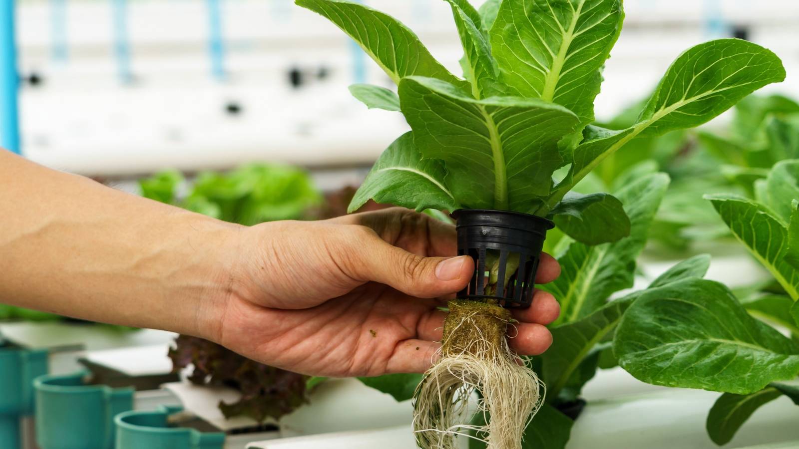How to Build a Hydroponic Garden
