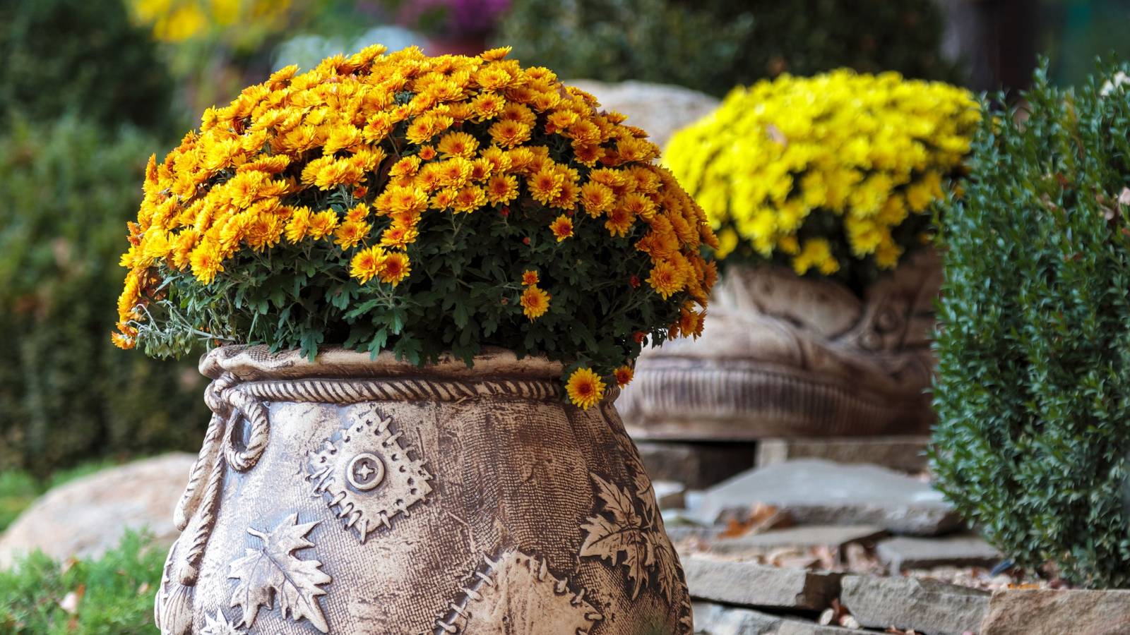 How to Grow Mums In Containers