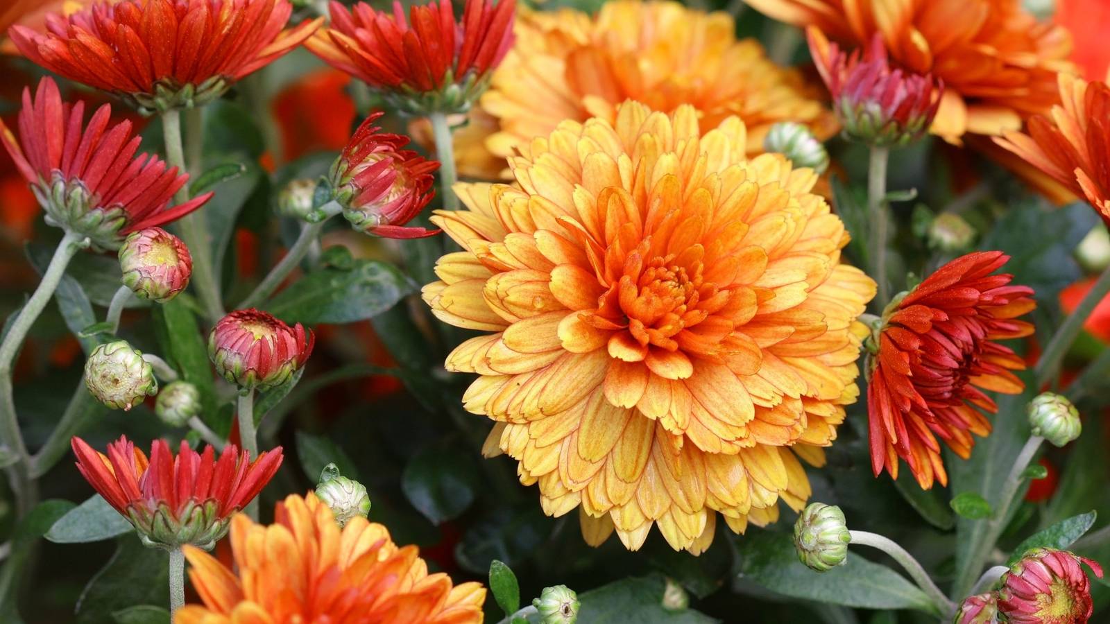 7 Mistakes You're Making With Your Mums