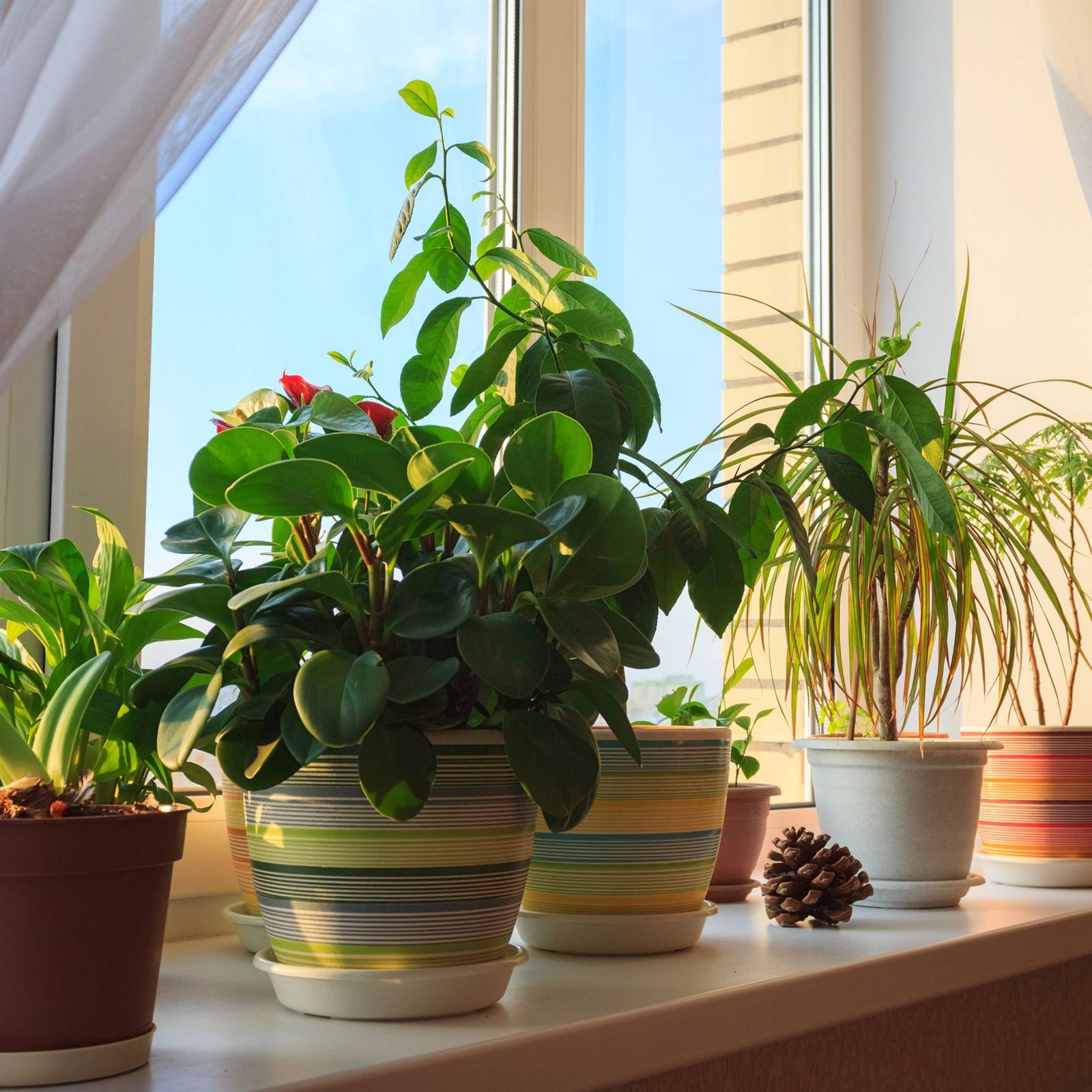 How to Use Planters Without Drainage Holes