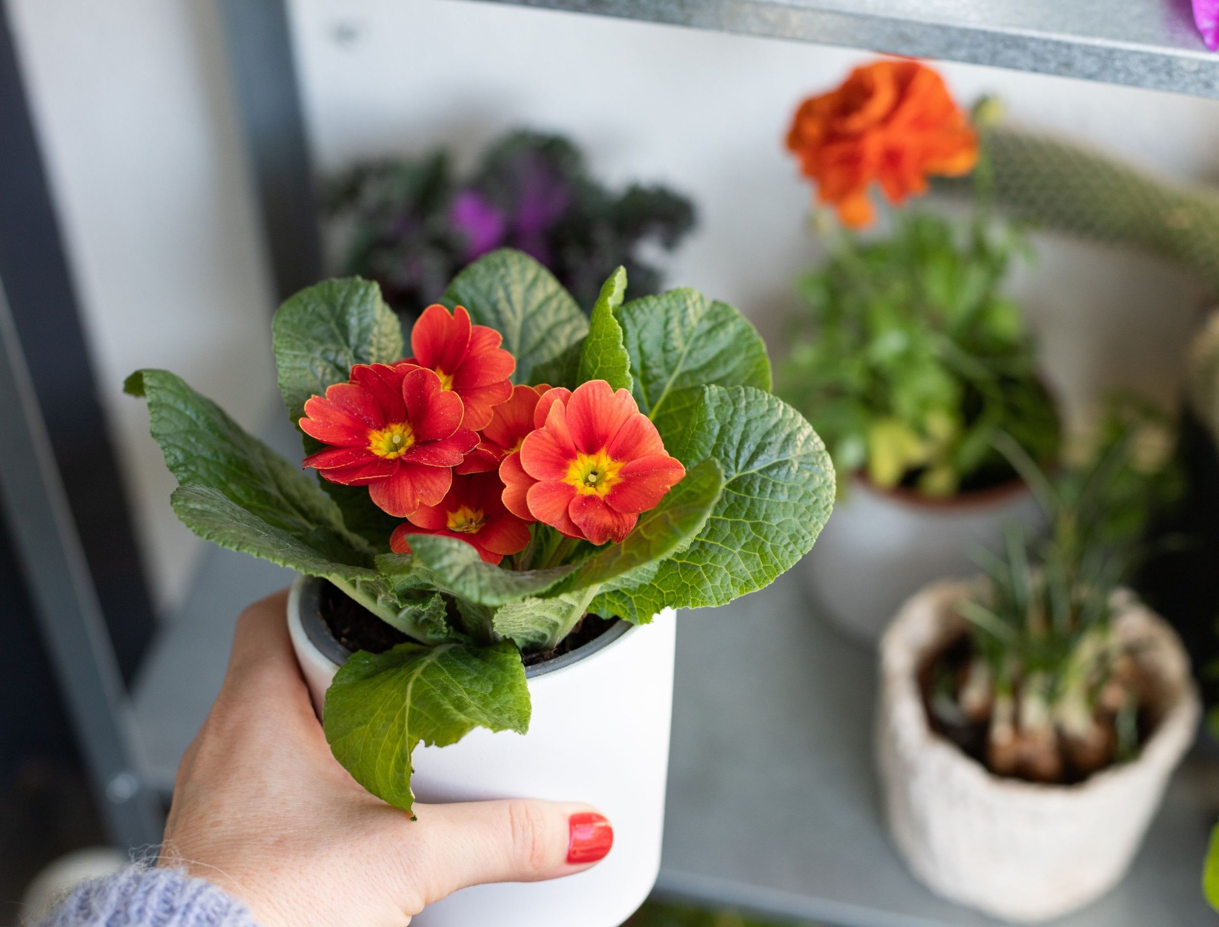 easy plant pots for sale Pothos 'Global Green' | Easy-Care Air Purifying Foliage Plant main image 1