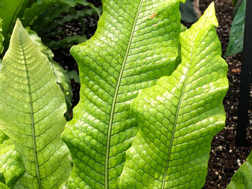 7 Ferns Perfect for Home Décor