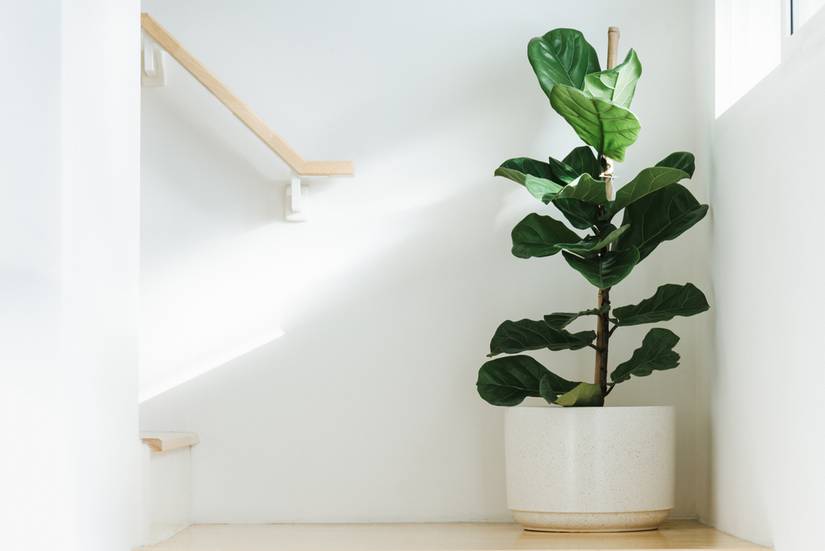 5 Benefits of Having a Fiddle Leaf Fig in Your Home