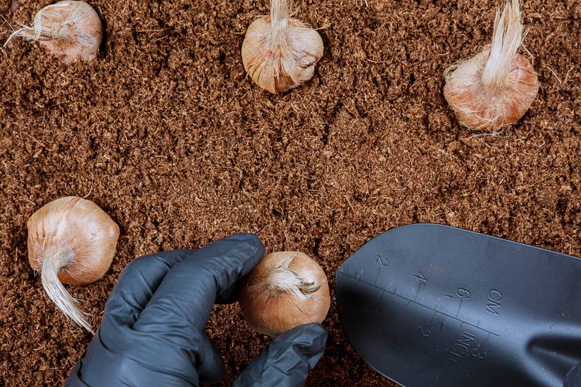 How To Store Bulbs For The Winter