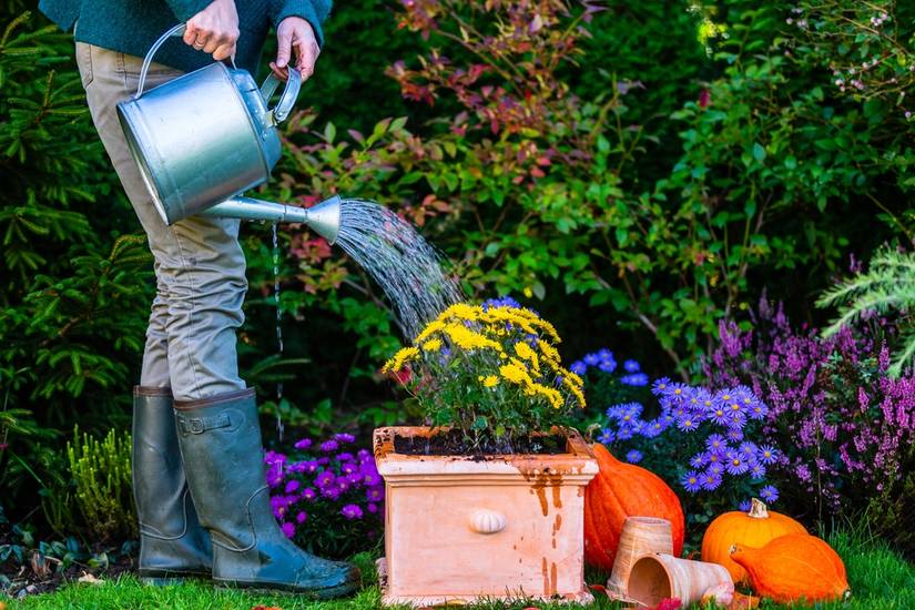 How to Grow Mums In Containers