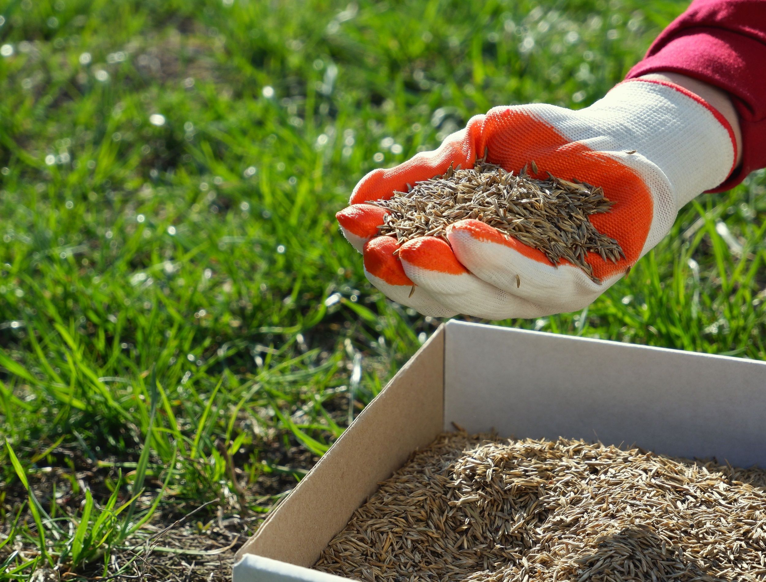 What Is The Best Time of Day To Seed Your Lawn