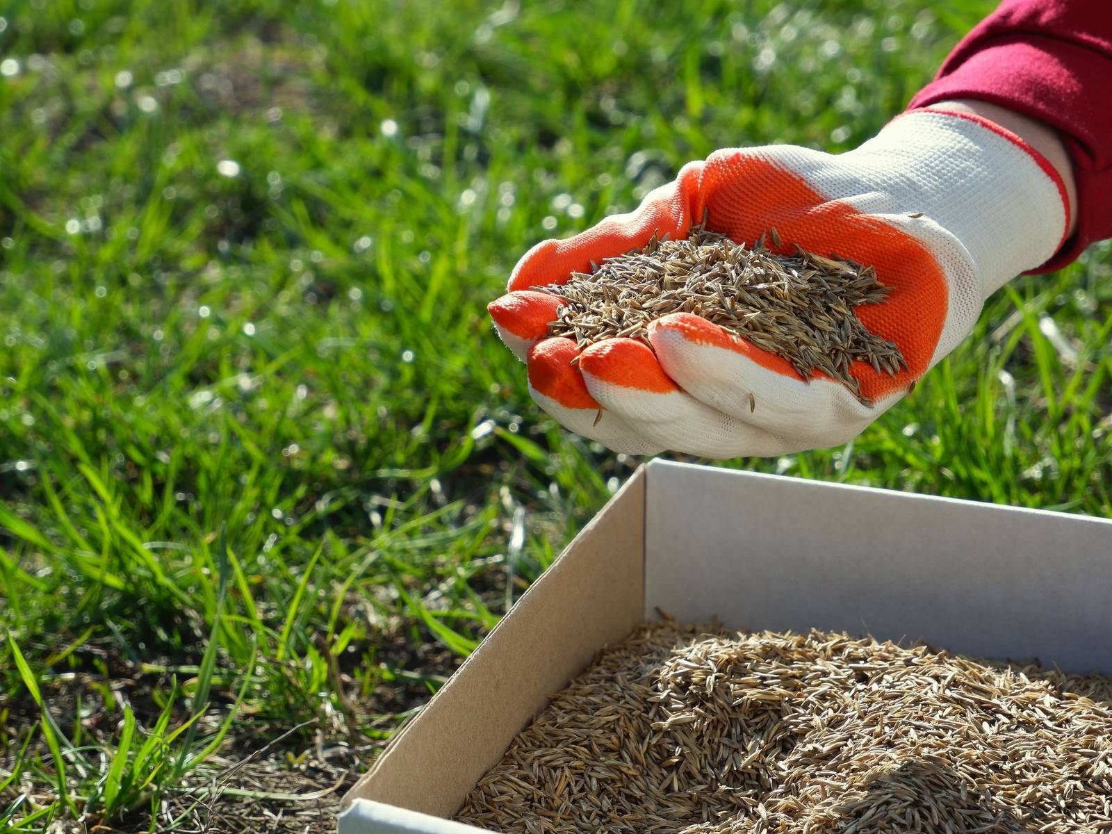 What Is The Best Time of Day To Seed Your Lawn