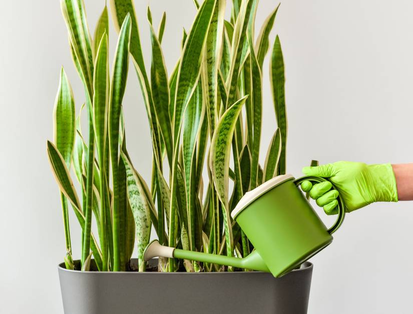 How Often To Water Your Snake Plant