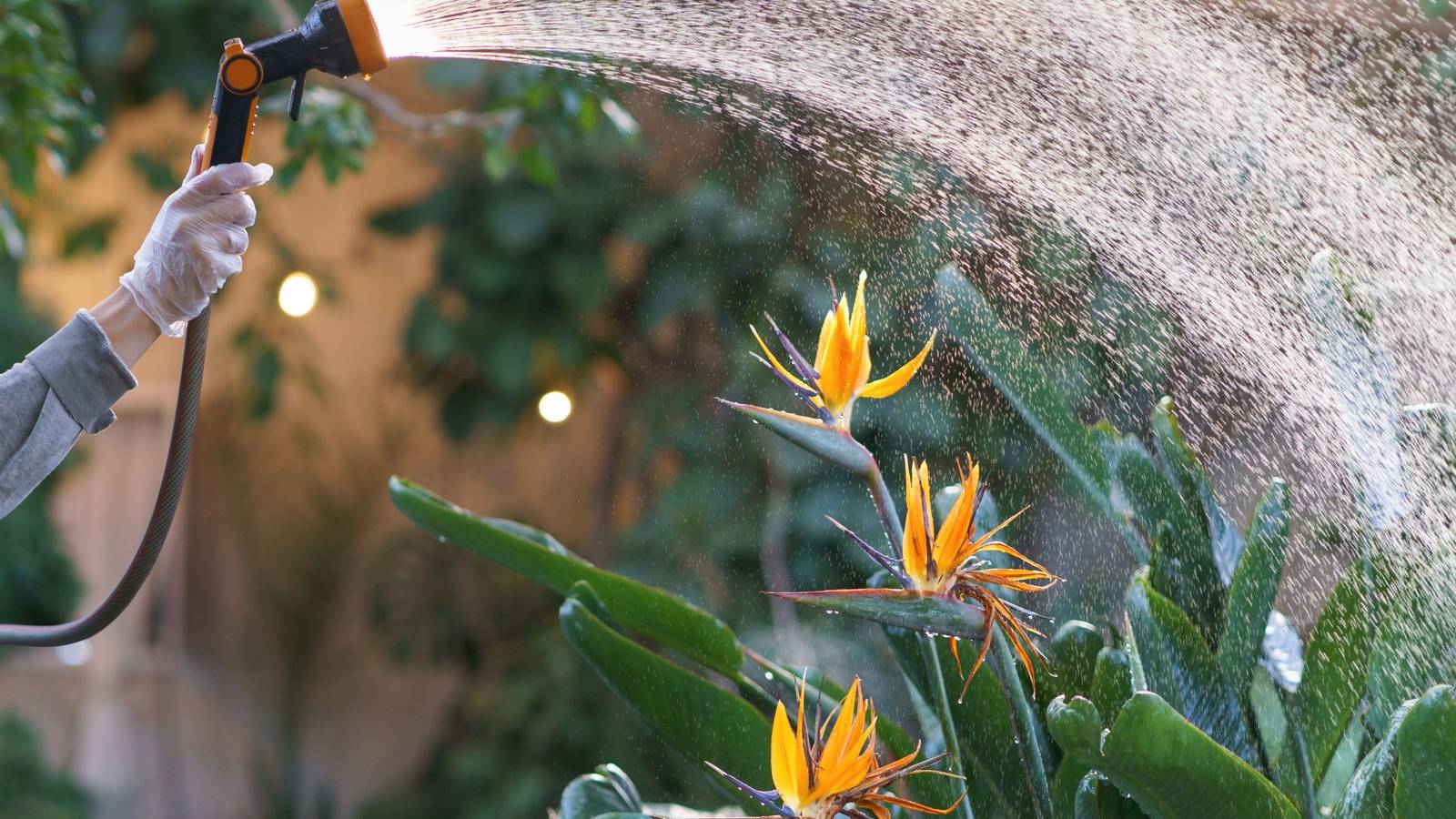 Should You Water Your Plants Before A Frost