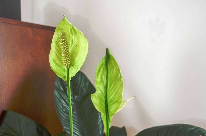 9 Peace Lily Problems and How To Fix Them
