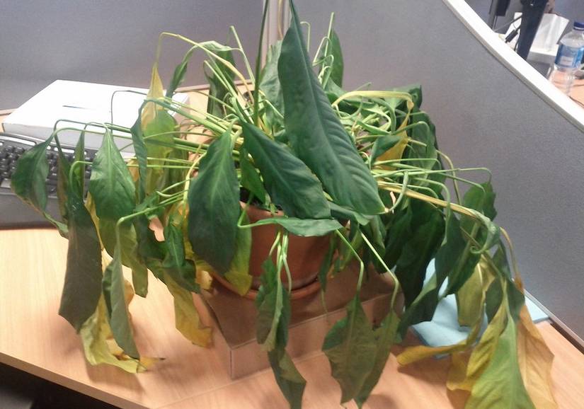 Why Your Peace Lily is Drooping